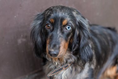 Heterokromi ile yetişkin dachshund - farklı renklerde gözler