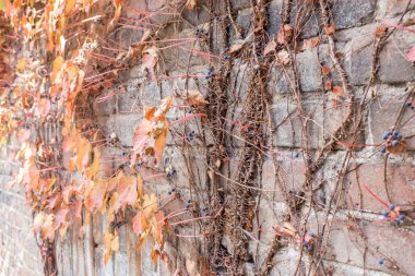 Tuğla duvar, sonbahar yaprakları, asma, mavi çilek ile Arka plan