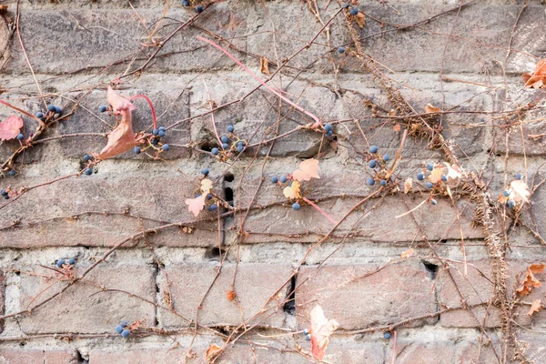 Fundo com parede de tijolo, folhas de outono, videira, bagas azuis — Fotografia de Stock