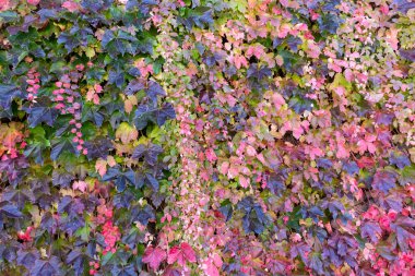 Sonbahar yapraklarının arka planı. Yeşil, sarı, kırmızı.