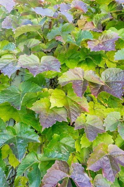 Fundo de folhas de outono. Verde, amarelo, vermelho . — Fotografia de Stock