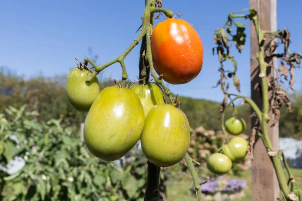 Tomates en un arbusto, tomates verdes caseros Imagen de archivo