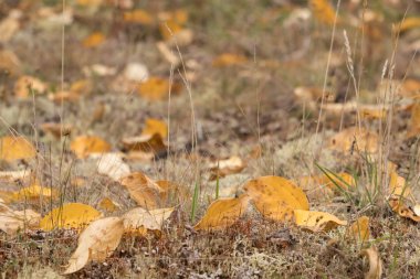 Sarı yapraklar sonbaharda tundra yerde yalan