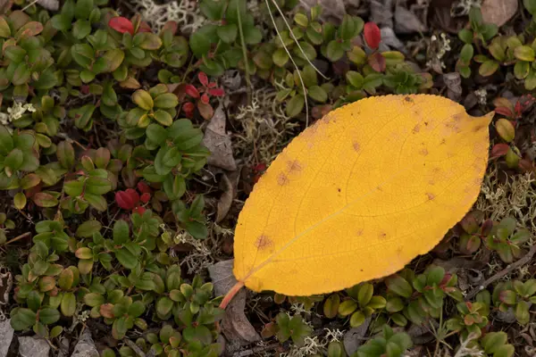 Folha amarela jaz no chão na tundra no outono — Fotografia de Stock