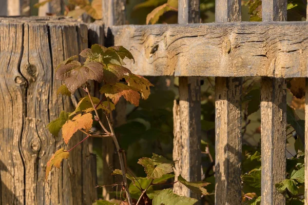 Folhas verde-alaranjadas de passa de Corinto contra o fundo de uma cerca velha na aldeia no outono — Fotografia de Stock