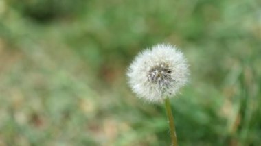 Dandelion (karahindiba officinale rüzgarda titriyor soluk)