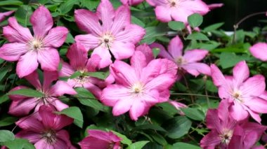 Çiçeklenme akasma. Uçar uçar akasma (çeşitli Ville de Lyon mor çiçekler üzerinde)