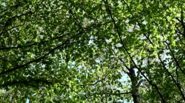 Bahar Orman ağaçlarının kron wobble