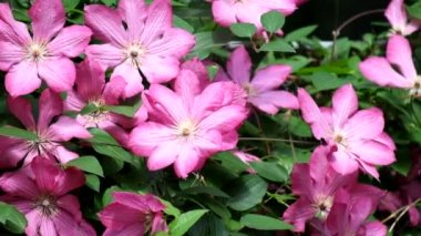 Çiçeklenme akasma. Rüzgar büyük mor akasma çiçekler (Clematis Ville de Lyon hışırdar)