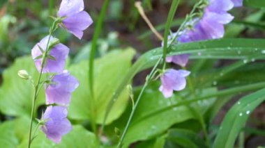 Şeftali yapraklı bellflower (Campanula persicifolia rüzgarda hışırtı çiğ damlaları ile kaplı)