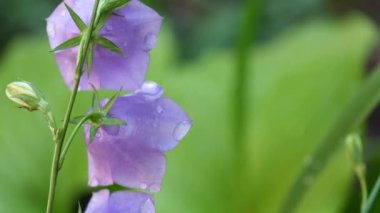 Şeftali yapraklı bellflower (Campanula persicifolia rüzgarda hışırtı çiğ damlaları ile kaplı)