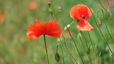 Kırmızı haşhaş rüzgârda çırpınıyor. Tomurcukları, çiçek ve alan haşhaş (Gelincik (bitki) kapsül)