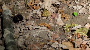 Üreme mevsimi sırasında iki büyük kara orman böcekleri. İki böcekleri (Carabus granulatus gözlerden saklamaya)