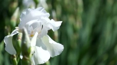 Beyaz Iris çiçek rüzgar tarafından karıştırdı. Ara sakallı Iris (Iris Arctic Rüzgar)