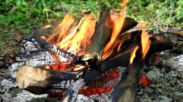 森の中の焚き火 火の舌が薪を食べる — ストック動画