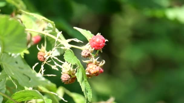 Berries Wild Raspberries Light Breeze Blowing Rubus Idaeus — Stock Video