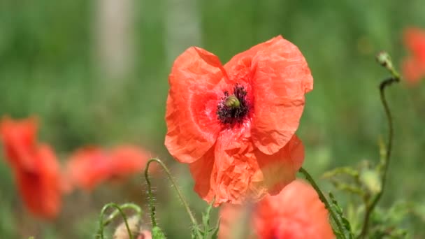 Brightly Red Common Poppy Flower Red Poppy Flutters Wind Papaver — Stock Video