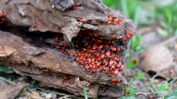 Zahlcení Mladých Exemplářů Firebugů Pyrrhocoris Apterus — Stock video