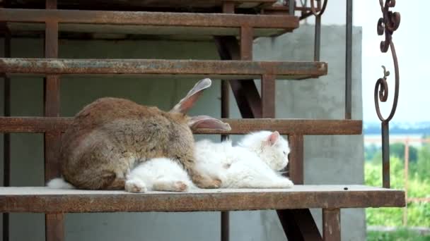 爱的兔子和一只白色的猫在台阶上 — 图库视频影像