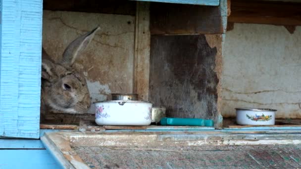 Нервный Кролик Недоволен Своей Миской Еду — стоковое видео