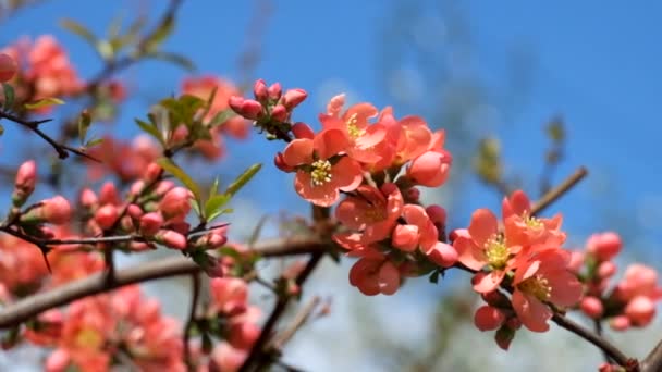 Πορτοκαλί Κόκκινα Λουλούδια Ιάπωνες Κυδώνι Ανθισμένα Του Maule Κυδώνι Japonica — Αρχείο Βίντεο