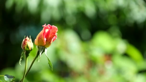 Rosa Knospe Einer Gartenrose Auf Verschwommenem Grünem Hintergrund Leicht Wackelig — Stockvideo