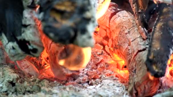 Carbone Legna Bollente Del Falò Della Foresta — Video Stock