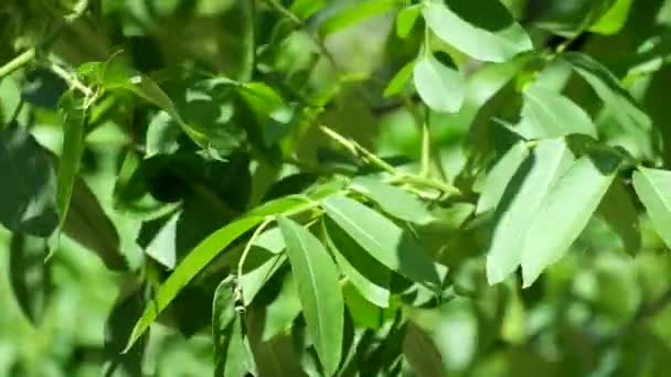 Walnussblätter Rauschen Wind Juglans Regia — Stockvideo