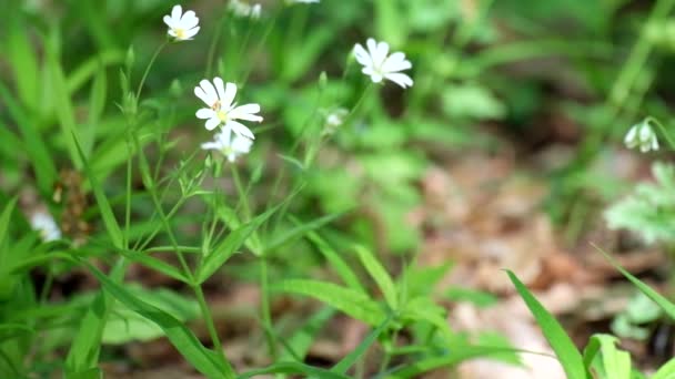 Büyük Stitchwort Rüzgarda Stellaria Holostea Hışırtı Beyaz Orman Çiçekleri — Stok video