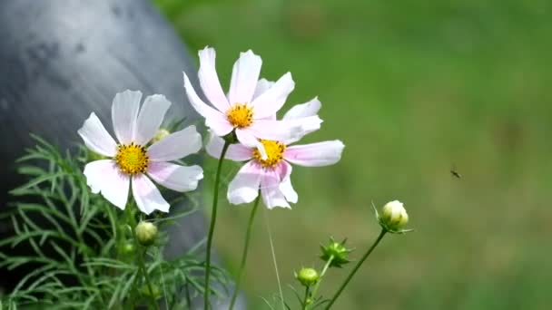 Flores Cosmos Blancas Rosadas Fluctúan Del Viento Cosmos Bipinnatus — Vídeo de stock