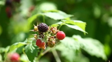 Siyah Ahududu Cumberland Sınıf (Rubus idaeus)