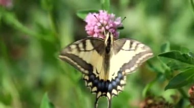 Ortak sarı Swallowtail kolları yonca çiçek (Papilio machaon)