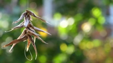 Güneş ışığı ve yeşilliklerle bulanık bir arka plan üzerinde bir ip asılı balık kurumuş. Kurutulmuş maymun kayabalığı (Neogobius fluviatilis)