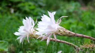 Çiçekli Paskalya Lily kaktüs. Büyük beyaz kaktüs çiçek. Güçlü rüzgar (Echinopsis oxygona)