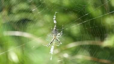 WASP örümcek dairesel bir web (Argiope bruennichi oturur)
