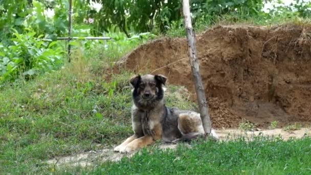 Perro Cadena Miente Tuerce Nariz Viento Fuerte Fondo — Vídeo de stock