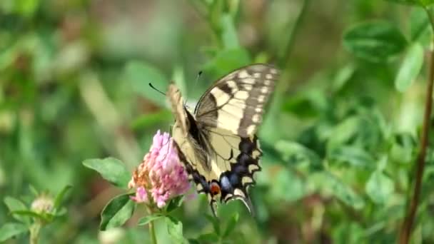 一般的な黄色いアゲハチョウ ハンドル クローバー花 キアゲハ — ストック動画