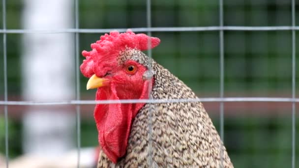 Ayam Jantan Motley Melihat Melalui Jeruji Gallus Gallus Domesticus — Stok Video