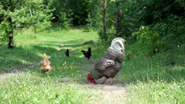 Motley Rooster Walks His Harem Rural Road — Stock Video
