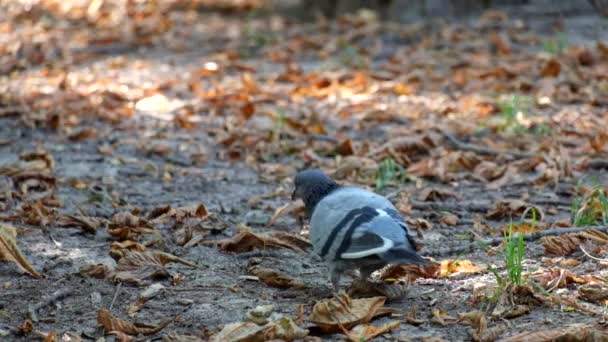 Las Palomas Parque Comen Migas Pan Una Las Palomas Cree — Vídeo de stock