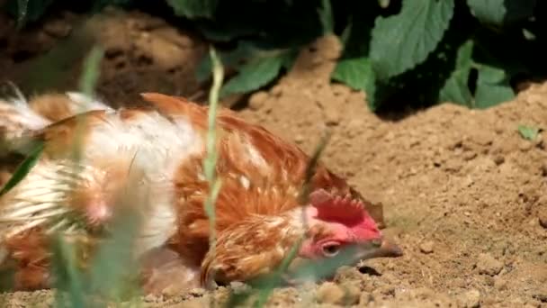 Yolunmuş Tavuk Gallus Gallus Domesticus Güneşte Luxuriating — Stok video