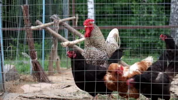 Κόκορας Και Κότες Paddock Gallus Gallus Domesticus — Αρχείο Βίντεο