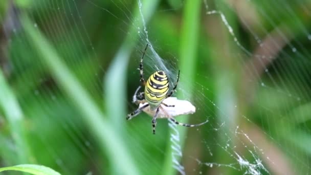 Wasp Pavouk Sedí Kruhové Webu Saje Jeho Kořist Křižák Pruhovaný — Stock video