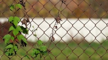 Ortak hop çelik tel örgü yapılan eski paslı çit dolaşık