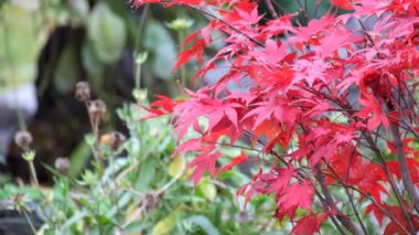 Japonca akça ağaç yapraklar Atropurpureum rüzgarda (Acer palmatum sways.)