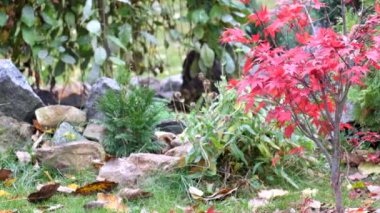 Japonca akça ağaç yapraklar Atropurpureum rüzgarda (Acer palmatum sways.)