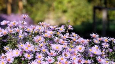 Mor New York aster. Altın merkezleri (Symphyotrichum novi-belgii papatya gibi çiçeklerle)