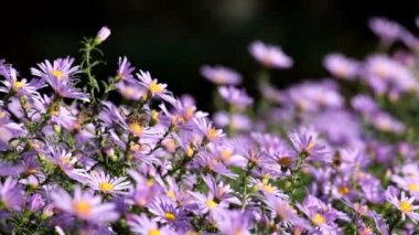 Mor New York aster. Altın merkezleri (Symphyotrichum novi-belgii papatya gibi çiçeklerle)