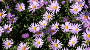 Mor New York aster. Altın merkezleri (Symphyotrichum novi-belgii papatya gibi çiçeklerle)