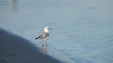 İnce gagalı martı (Chroicocephalus genei deniz kıyısında yürüyüş)